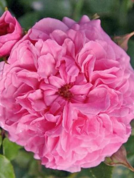 Rosier à fleurs groupées 'Pink Swany'