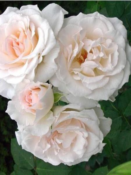Rosier à fleurs groupées 'Poustinia'