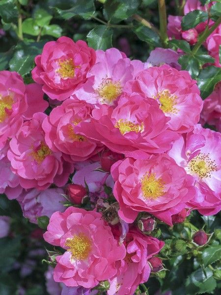 Rosier à fleurs groupées 'Rigo Rosen Hotline'