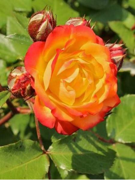 Rosier à fleurs groupées 'Rumba'