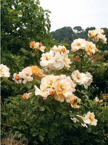 Rosier à fleurs groupées 'Souvenir de Robert Schuman®'