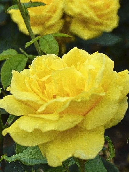 Rosier à massif 'Bordure d'Or '