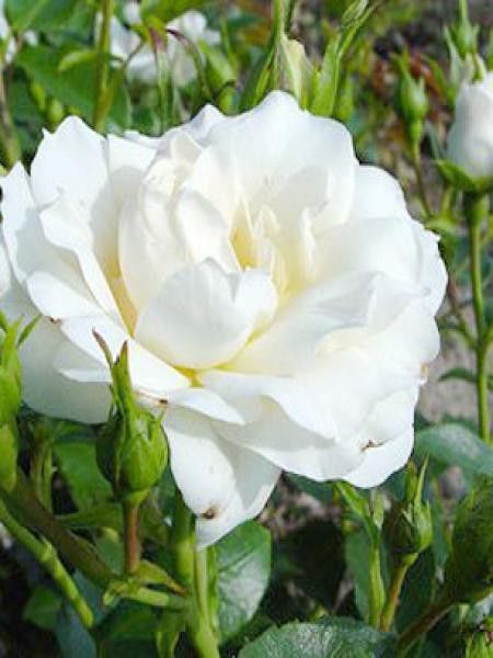 Rosier à massif 'Carte Blanche'