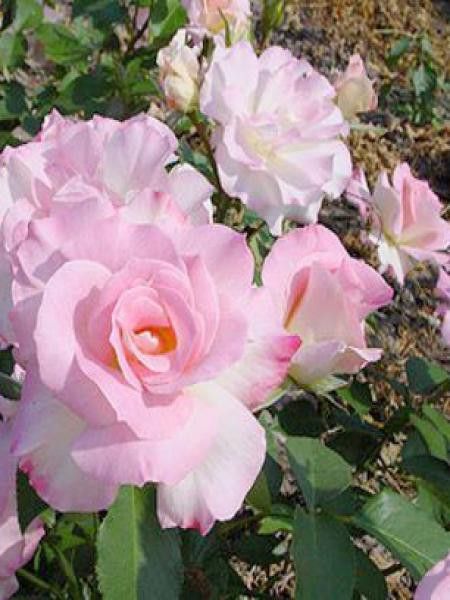 Rosier à massif 'Charles Aznavour'