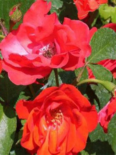 Rosier à massif 'Diablotin'