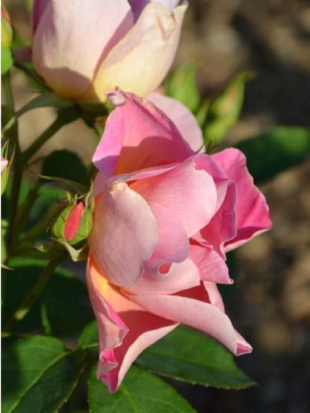 Rosier à massif 'Edouard Guillot®'