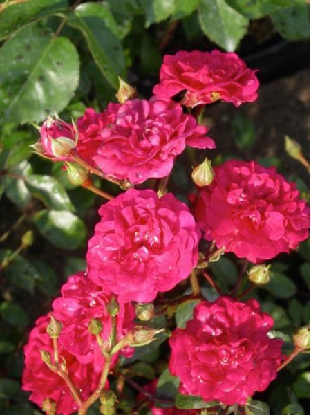 Rosier à massif 'Fairy Red'