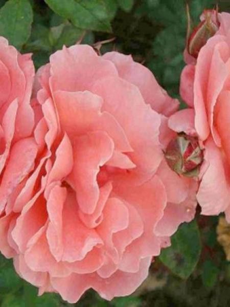 Rosier à massif 'Favori'