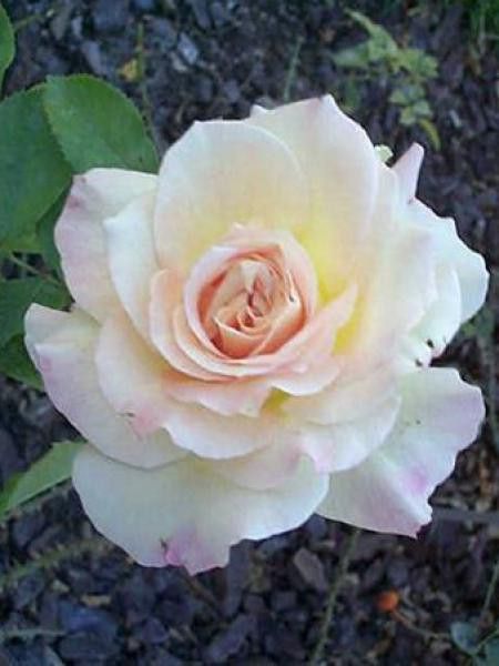 Rosier à massif 'Galaxy'