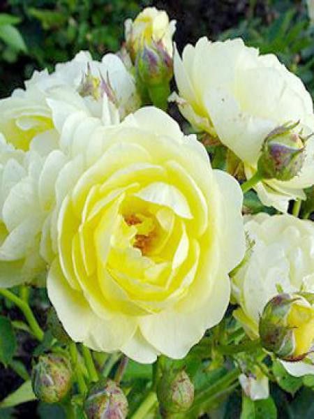 Rosier à massif 'Golden Border'