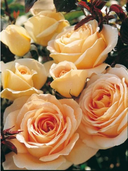 Rosier à massif 'Honey Bouquet®'