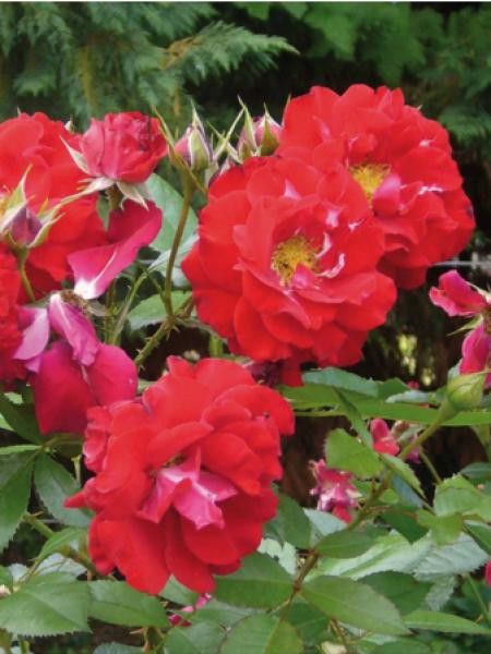 Rosier à massif 'Jardins Fruitiers de Laquenexy®'