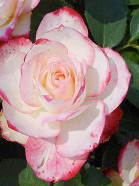 Rosier à massif 'Jubile du Prince de Monaco'