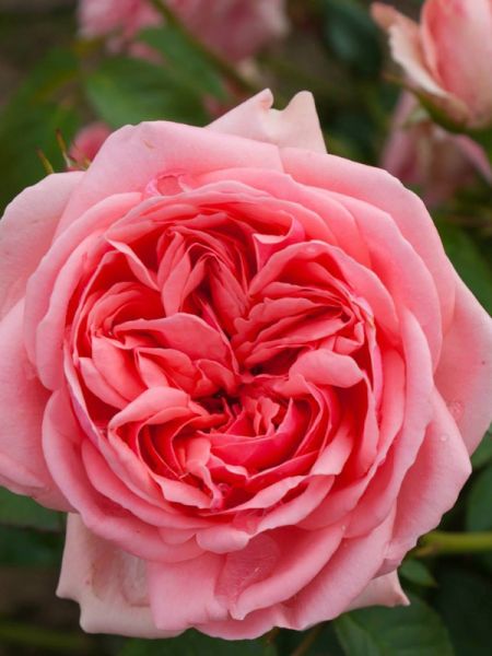 Rosier à massif 'Kimono'