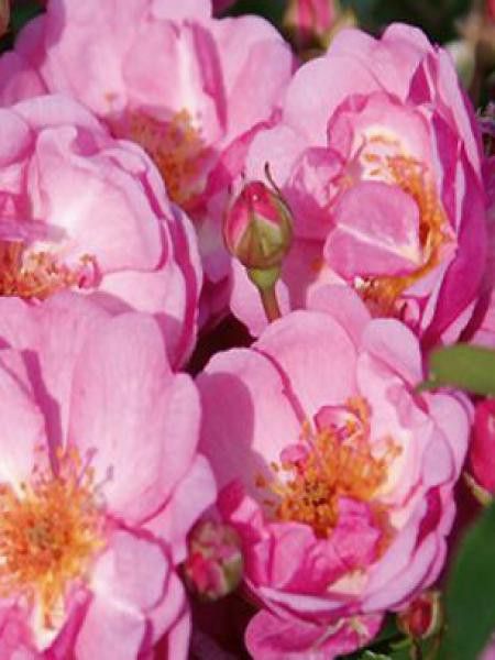 Rosier à massif 'Lavender Meidiland'