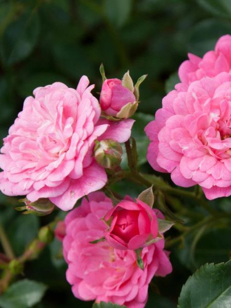 Rosier à massif 'Lovely The Fairy'