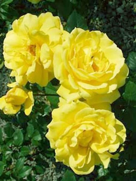 Rosier à massif 'Melgold'