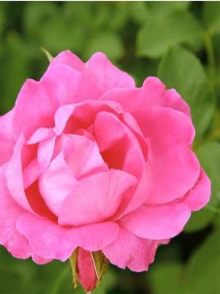 Rosier à massif 'Melrose'