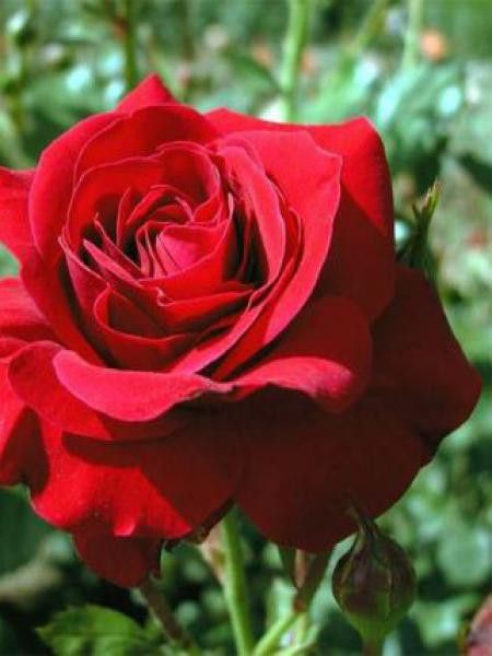 Rosier à massif 'Nina Weibull'