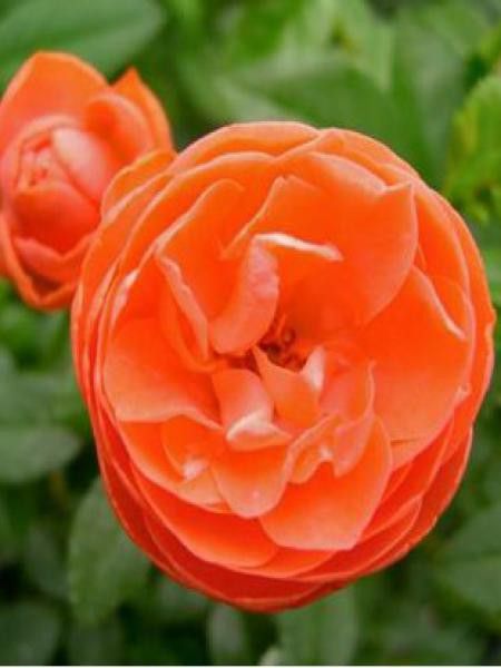 Rosier à massif 'Orange Morsdag'