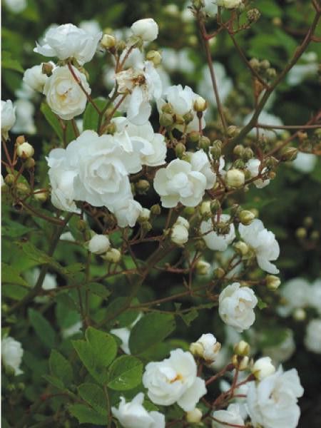 Rosier à massif 'Pâquerette'