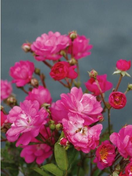 Rosier à massif 'Raymond Privat'