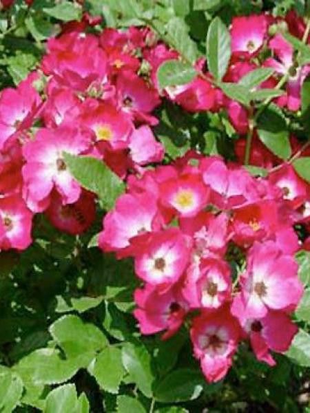 Rosier à massif 'Red Ballerina'