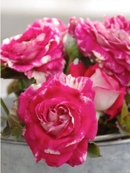 Rosier à massif 'Rose Valland'