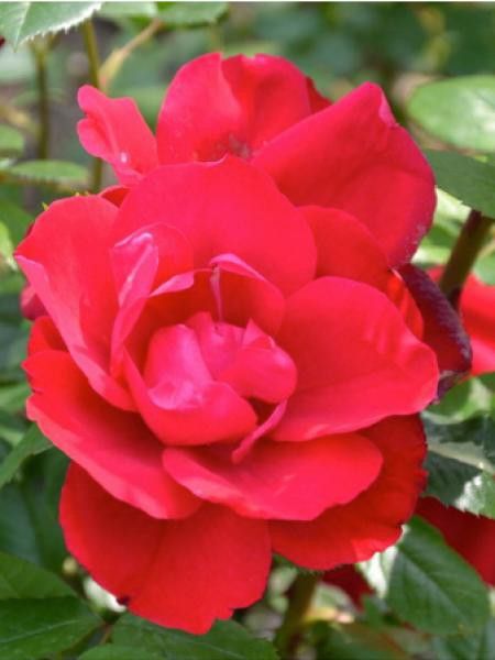 Rosier à massif 'Rouge de Chamagnieu'