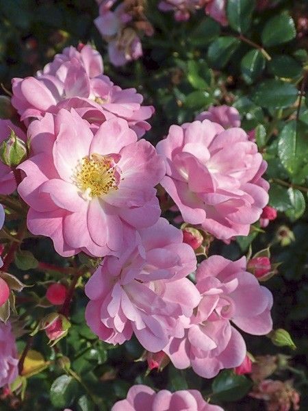 Rosier à massif 'Satina'