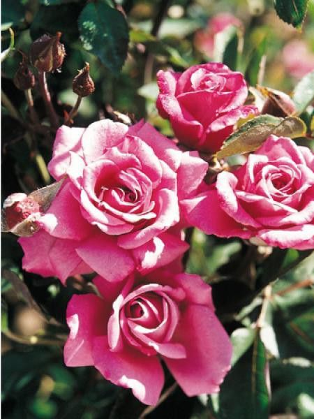 Rosier à massif 'Simply Marvelous!®'