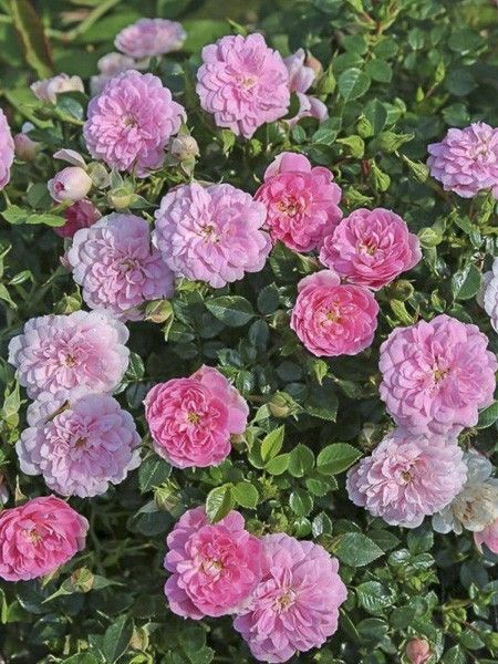 Rosier à massif 'Sweet Knirps'