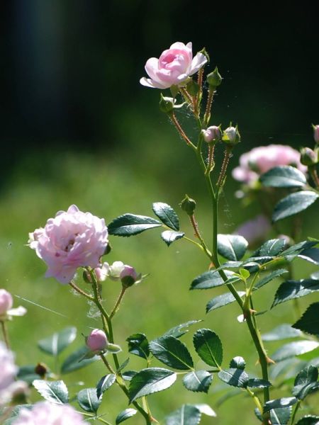 Rosier à massif 'The Fairy'