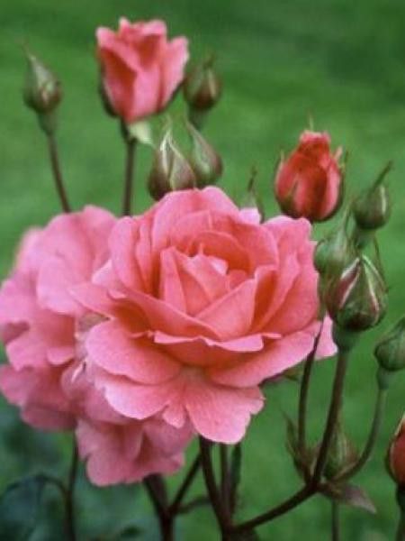 Rosier à massif 'Tom Tom'