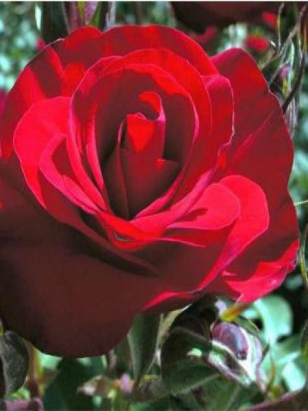 Rosier à massif 'Wettra'