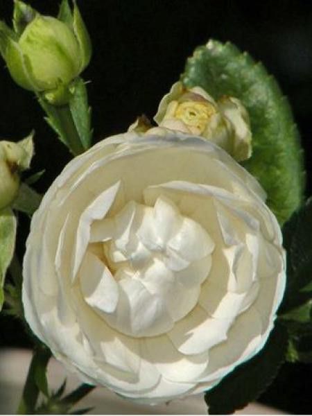 Rosier à massif 'White Koster'