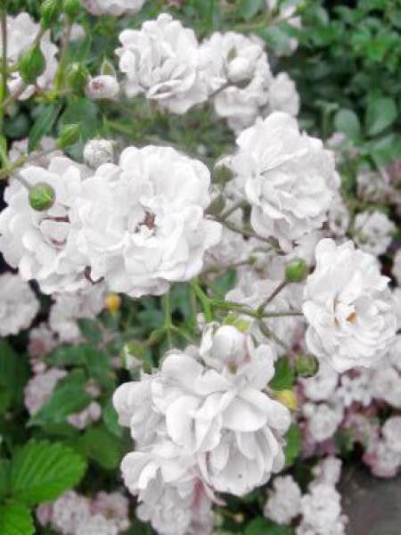 Rosier à massif 'White The Fairy"