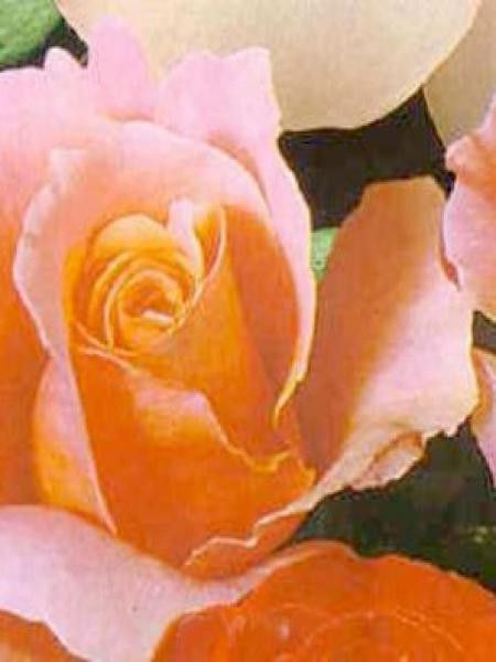 Rosier à massif 'Windekind'