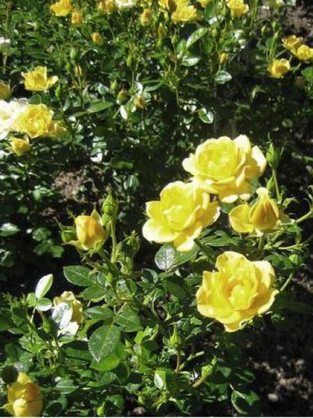 Rosier à massif 'Yellow The Fairy'