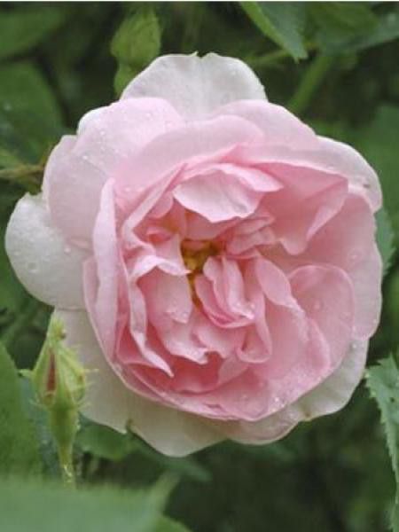 Rosier ancien alba 'Céleste'