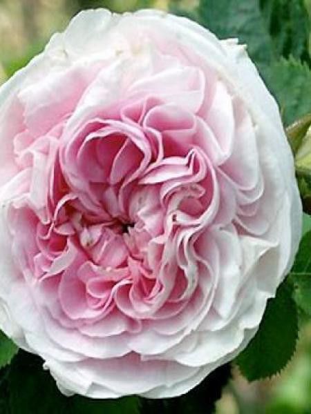 Rosier ancien alba 'Félicité Parmentier'