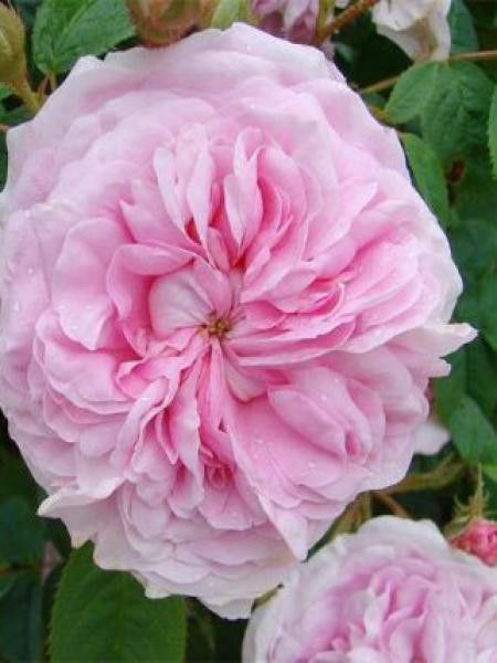 Rosier ancien alba 'Königin von Dänemark'