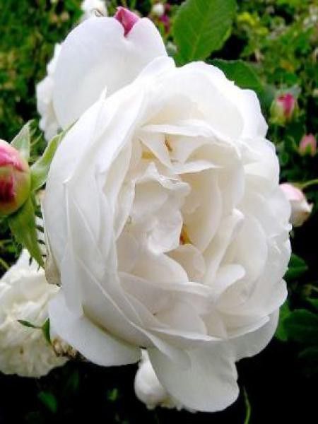 Rosier ancien alba 'Mme Legras de St Germain'