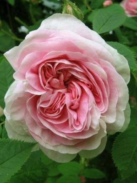 Rosier ancien alba 'Naissance de Venus'