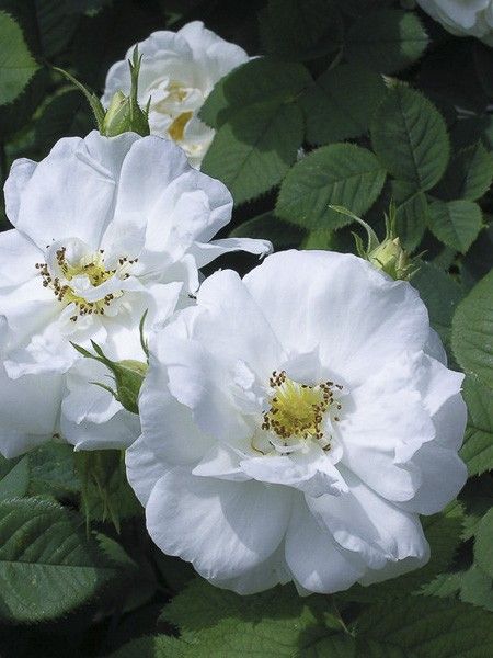 Rosier ancien alba 'Suaveolens'