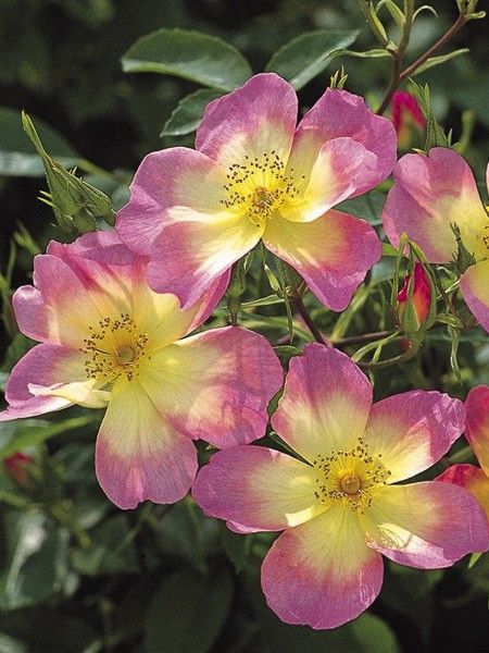 Rosier ancien alba 'The Alexandra rose - Ausday'