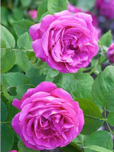 Rosier ancien Bourbon 'Baron J. B. Gonella'