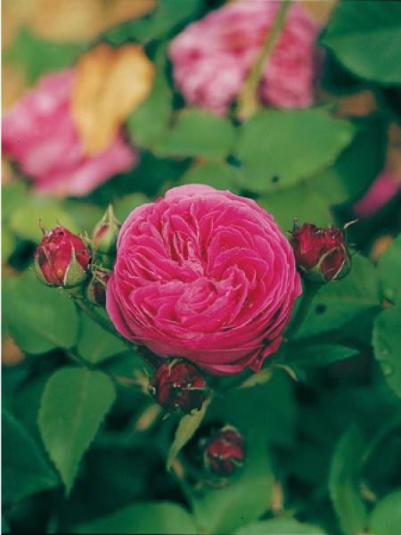 Rosier ancien Bourbon 'Catherine Guillot®'