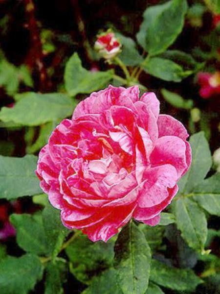 Rosier ancien Bourbon 'Commandant Beaurepaire'