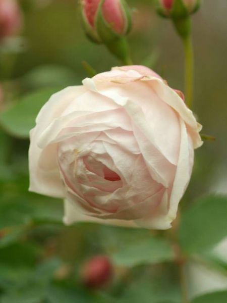 Rosier ancien Bourbon 'Comtesse de Barbentane'